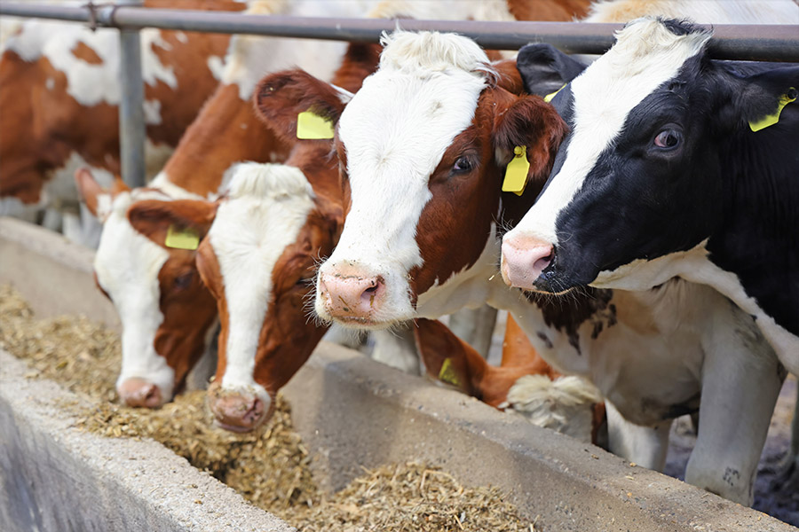Soluzioni di Efficienza Energetica per Aziende Agricole
